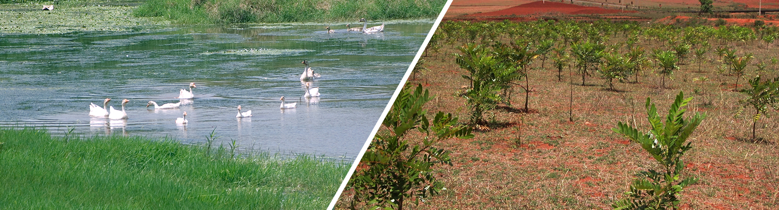 Environmental Sustainability & Ecological Balance